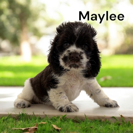 puppy, for, sale, Cocker Spaniel, Joe & Cherri  Overlease, dog, breeder, Miller, MO, dog-breeder, puppy-for-sale, forsale, nearby, find, puppyfind, locator, puppylocator, aca